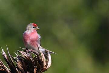 Adult male Common Redpoll - Acanthis flammea - perching on the branch of a New Zealand native plant Flax in bright sunshine, with blurred green background, in Otago,  South Island, New Zealand