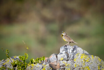Eastern Meadowlark