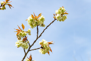 Green cherry blossom of Cerasus Sato-zakura Group ‘Gioiko’ in Japan in April