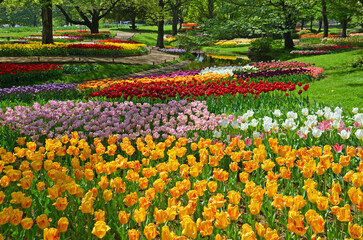 Tulip garden at Showa Kinen Park in Tachikawa City, Tokyo