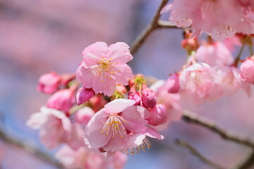 Obraz premium 満開の陽光桜のクローズアップ