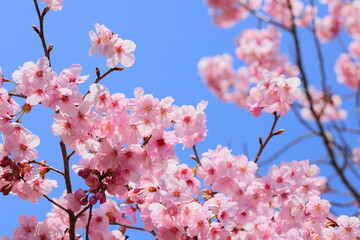 青空に映える満開の陽光桜