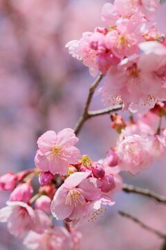 満開の陽光桜のクローズアップ © naname21