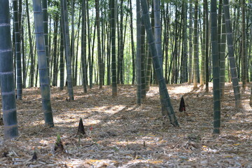 竹林の春の息吹（Spring breath in the bamboo forest）