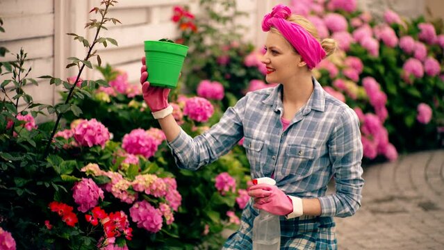 Attractive cute woman gardener in backyard cere hydrangea flowers. Summer gardening work.