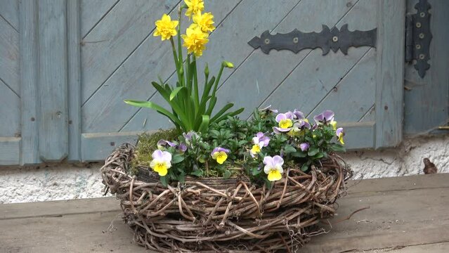 Beautiful bouquet first spring flowers. Floristics concept. Rustic style.