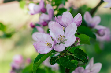 Apple tree flower