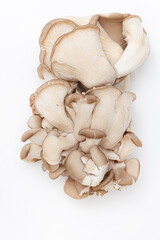 Oyster mushrooms - Pleurotus ostreatus isolated on a white background