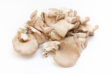 Oyster mushrooms - Pleurotus ostreatus isolated on a white background