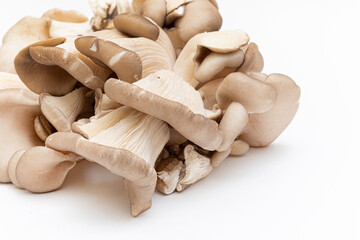 Oyster mushrooms - Pleurotus ostreatus isolated on a white background