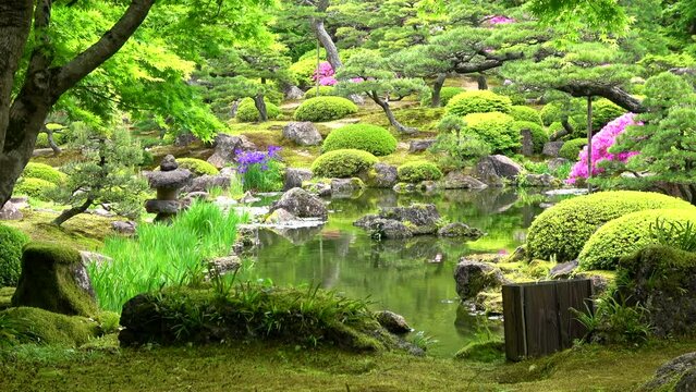 新緑が美しい池のある日本庭園  4K  島根県由志園の春の風景  2022年5月2日