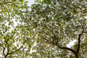 Obraz premium Abstract image of tree trunks and leafs with morning sunlight. Crown shyness phenomena. Green nature.