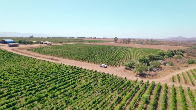 Drone Fly Over Vast Vineyard Landscape In Limari Valley, Chile. Aerial Shot