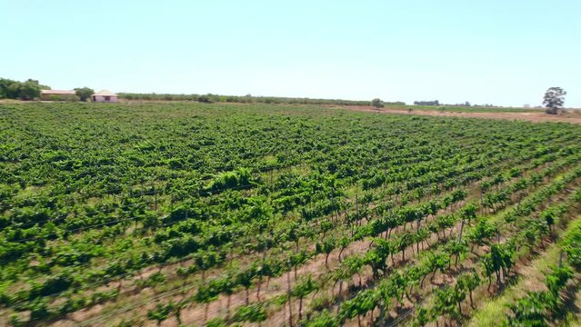 FPV Drone Over Cultivated Terrain With Growing Vineyard In Limari Valley, Chile.