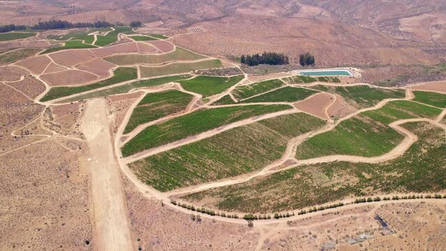 Orbiting Aerial Over Fray Jorge, Limari Valley With Vineyards Near Ocean In Chile. 