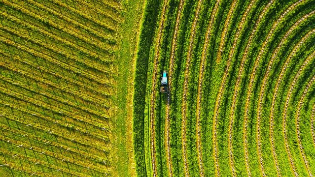 Aerial drone 4K footage of a tractor driving in vineyards during the morning sunrise. Prlekija is a picturesque region in northeastern Slovenia known for its rolling hills and lush vineyards.