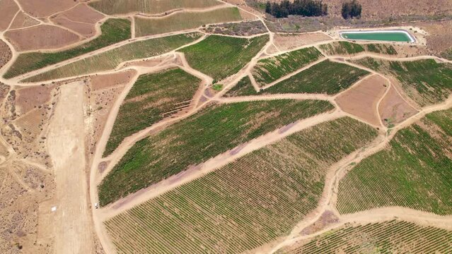 Aerial Drone View Of Vineyard Landscape In Fray Jorge, Limari Valley, Chile. 