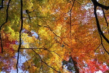 青空バックに見上げるカラフルなモミジの紅葉情景