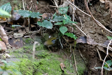Grey-bellied tesia or Tesia cyaniventer seen in Rongtong in West Bengal, India