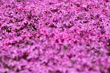 Obraz premium 密集して咲くシバザクラ