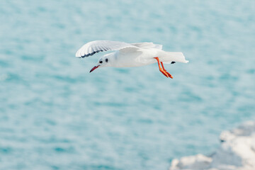 Witness the graceful flight of a seagull as it soars through the endless expanse of the sky, a beautiful display of freedom and agility