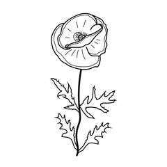 Vector image of a poppy flower in doodle style. Illustration of a flowering plant with leaves.