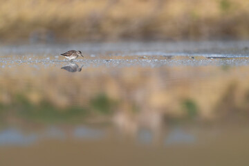 Sunrise in the wetlands, the wood sandpiper (Tringa glareola)