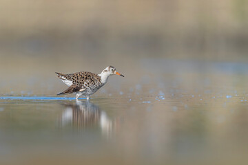 Walking in the water, the wonderful ruff male (Calidris pugnax)