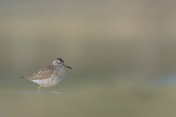 The wood sandpiper, fine art portrait in the wetlands (Tringa glareola)