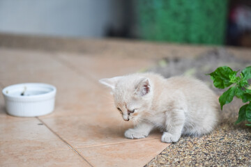 A cute little kitten is naughty,select focus.