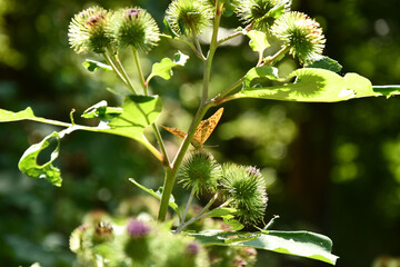 Closeup of a butterfly perched on green thistle flowers in the sunlight