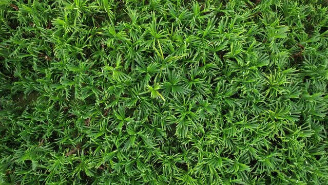 Plantation of screwpine trees, view from above, camera flies vertically upwards over the field while looking straight down. Rice fields are all around. Farmland in central Bali, north of Ubud town