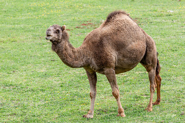 Dromedary or Arabian Camel. Camelus dromedarius. Cabárceno Nature Park, Cantabria, Spain.
