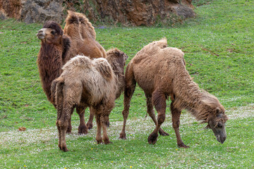Camelus bactrianus. Bactrian camel family in the meadow. Cabárceno Nature Park, Cantabria, Spain.