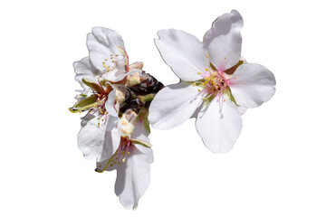 White flowers on tree branch in spring, transparent background