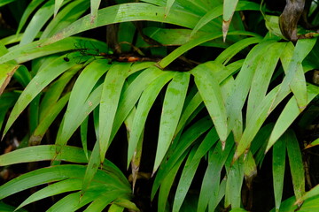 ornamental plants that grow in forests that have small white flowers. this plant is found in tropical rain forests. xiphidium caeruleum  