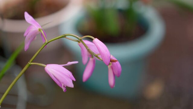 ピンク色の可愛いシランの花びら