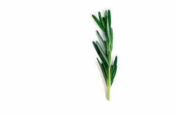 Rosemary twig and leaves isolated on white background.