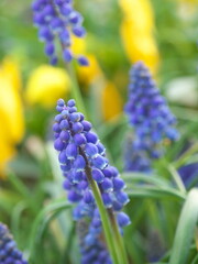 初春・ムスカリの花