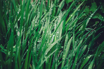 Natural background, green grass in the garden. Morning dew on the leaves, large drops