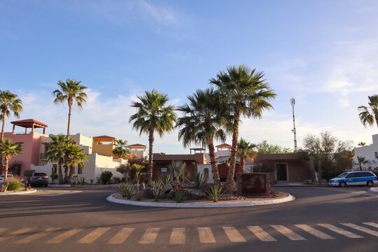 Palm trees in Loreto, Mexico