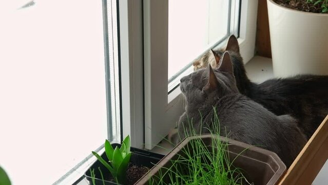 Two cats look out through window at the birds. Domestic cats want to catching bird, attack, scrape the glass. Cute kitty sitting on windowsill. Feline watching bird outside the window. Closeup.