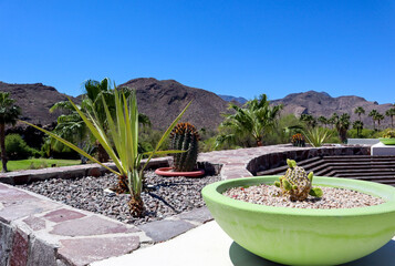 Plants in Loreto Bay Resort in Loreto, Mexico