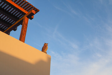 Owl in Loreto Bay Resort in Loreto, Mexico