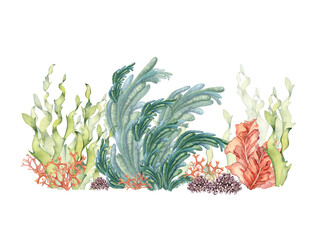 Green sea plant watercolor illustration isolated on white background.