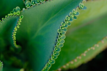 Kalanchoe Daigremontiana, mother of thousands, alligator plant is a succulent plant native to...