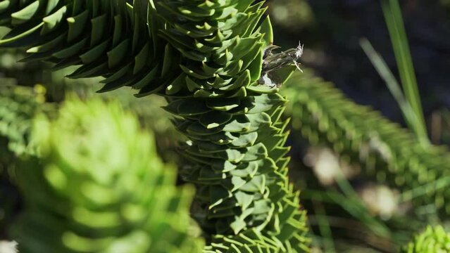 slow motion of a detail of Araucaria tree branch, also evergreen coniferous tree or monkey tail tree, with thick sharp needles, close to Lanin volcano in the border region between Argentina and Chile.