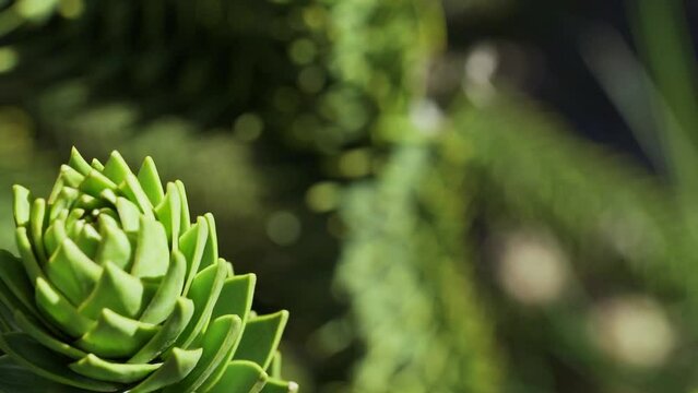 slow motion of a detail of Araucaria tree branch, also evergreen coniferous tree or monkey tail tree, with thick sharp needles, close to Lanin volcano in the border region between Argentina and Chile.