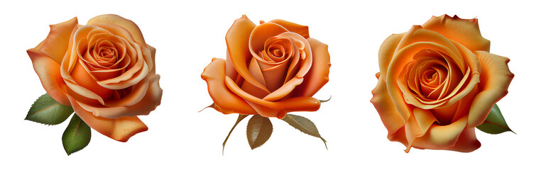 orange roses isolated on a transparent background. Spring flowers for layouts, cards, mockups, invitation etc.