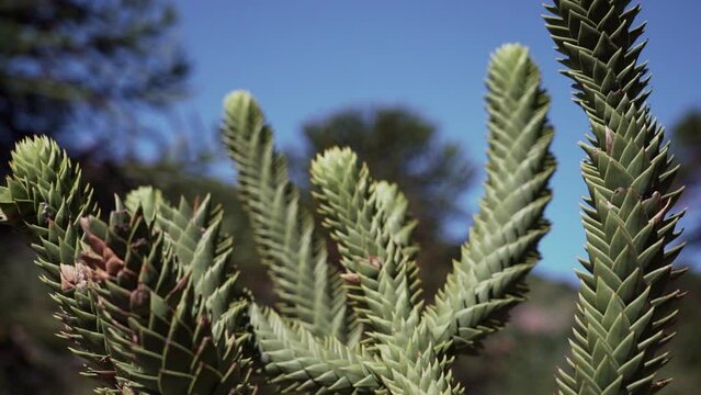 slow motion of a detail of Araucaria tree branch, also evergreen coniferous tree or monkey tail tree, with thick sharp needles, close to Lanin volcano in the border region between Argentina and Chile.